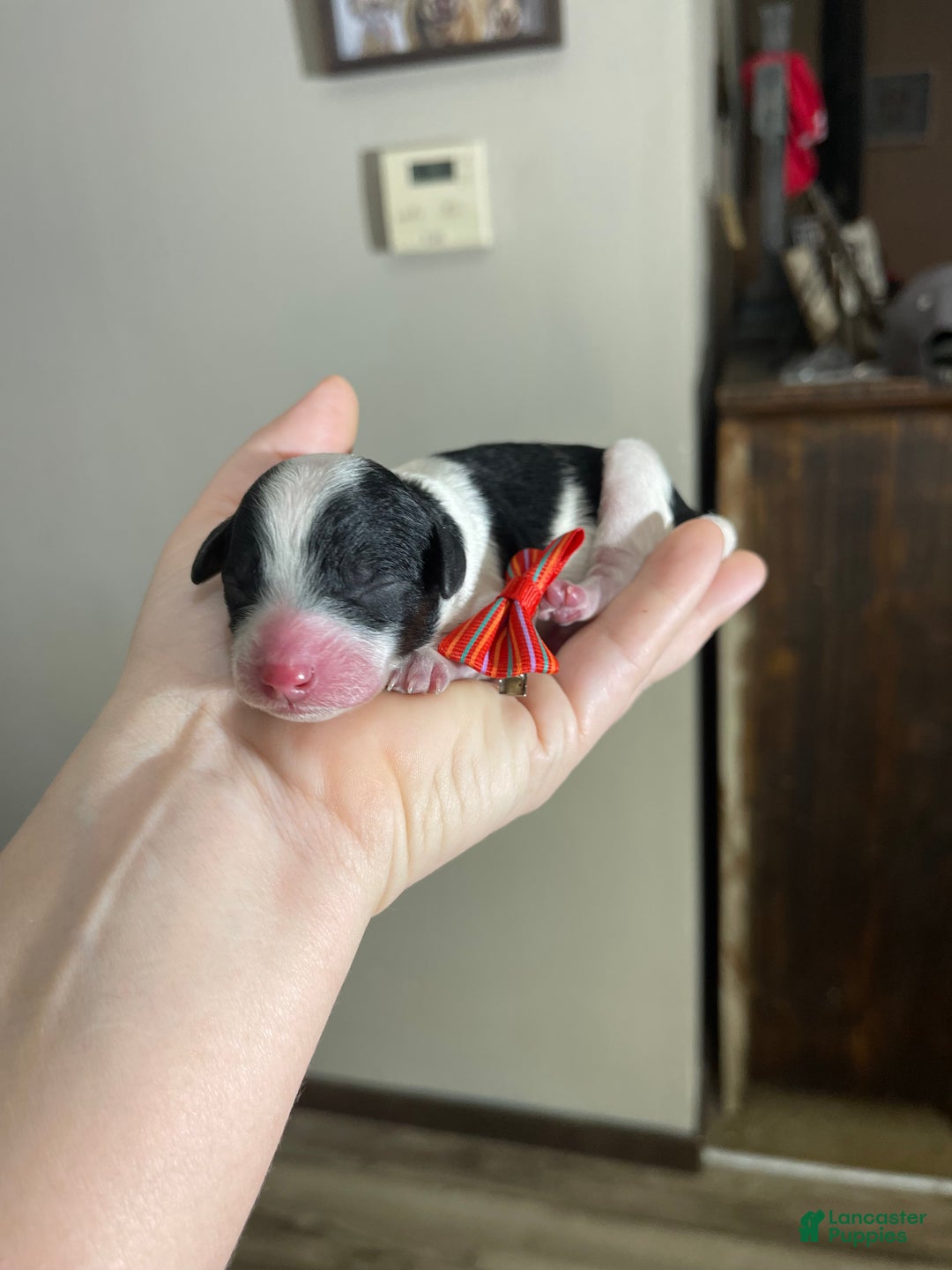 Miniature Poodle dogs for sale: Akc Clear Tri Red Bow - Ad 10