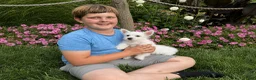 West Highland Terrier dogs for sale: Anita - Ad 4
