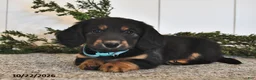Miniature Dachshund dogs for sale: Freddy  - Ad 3