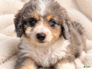 Mini Bernedoodle dogs Toffee-Mini Bernedoodle - Ad 17
