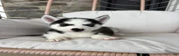 Siberian Husky dogs for sale: Siberian Husky 2 - Ad 6