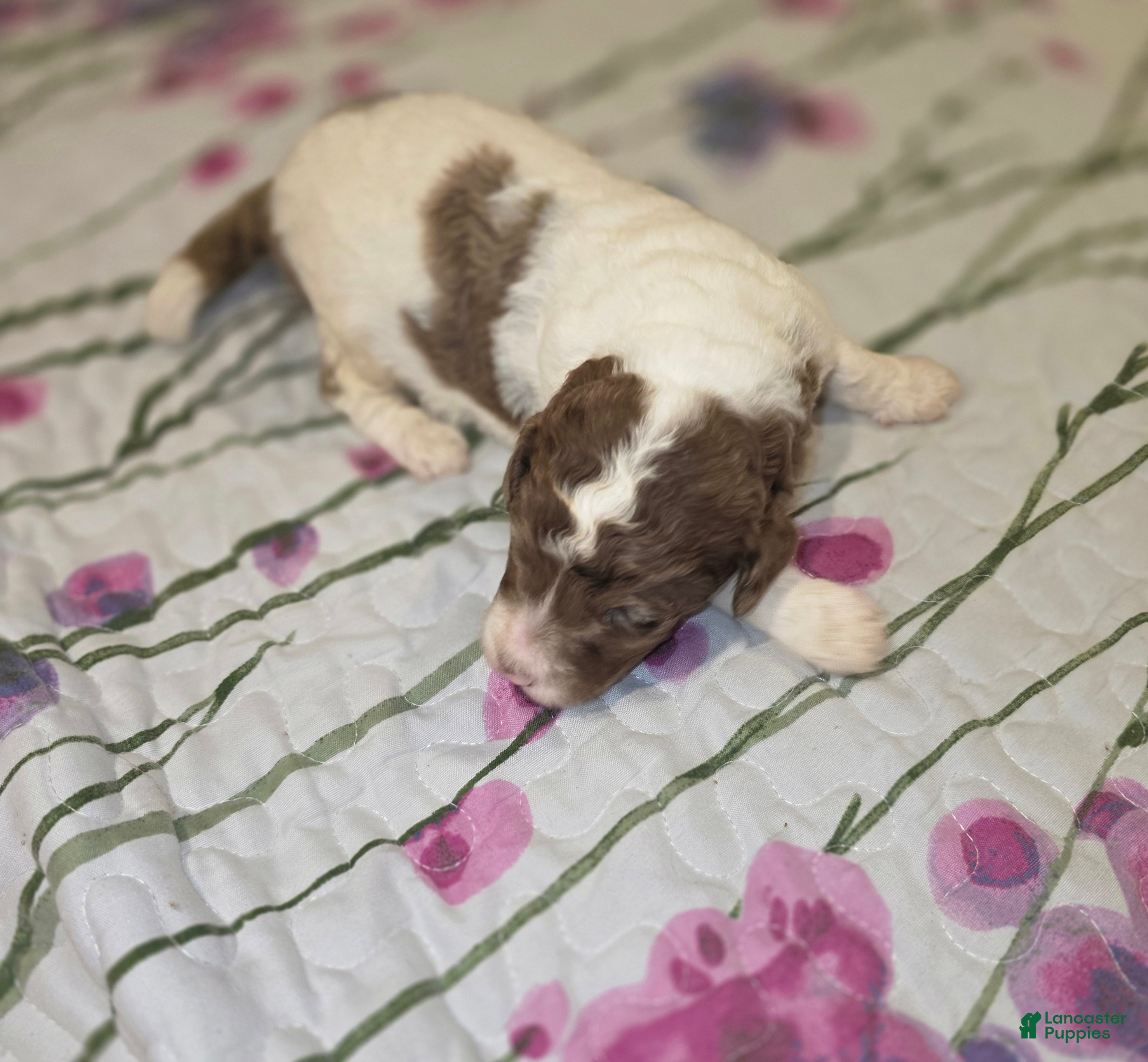 Sheepadoodle dogs Sheepadoodle 1 - Ad 2