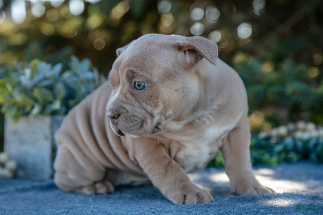 American Bully dogs for sale: Haven - Ad 2