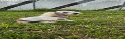 Toy Poodle dogs for sale: Georgie - Ad 4