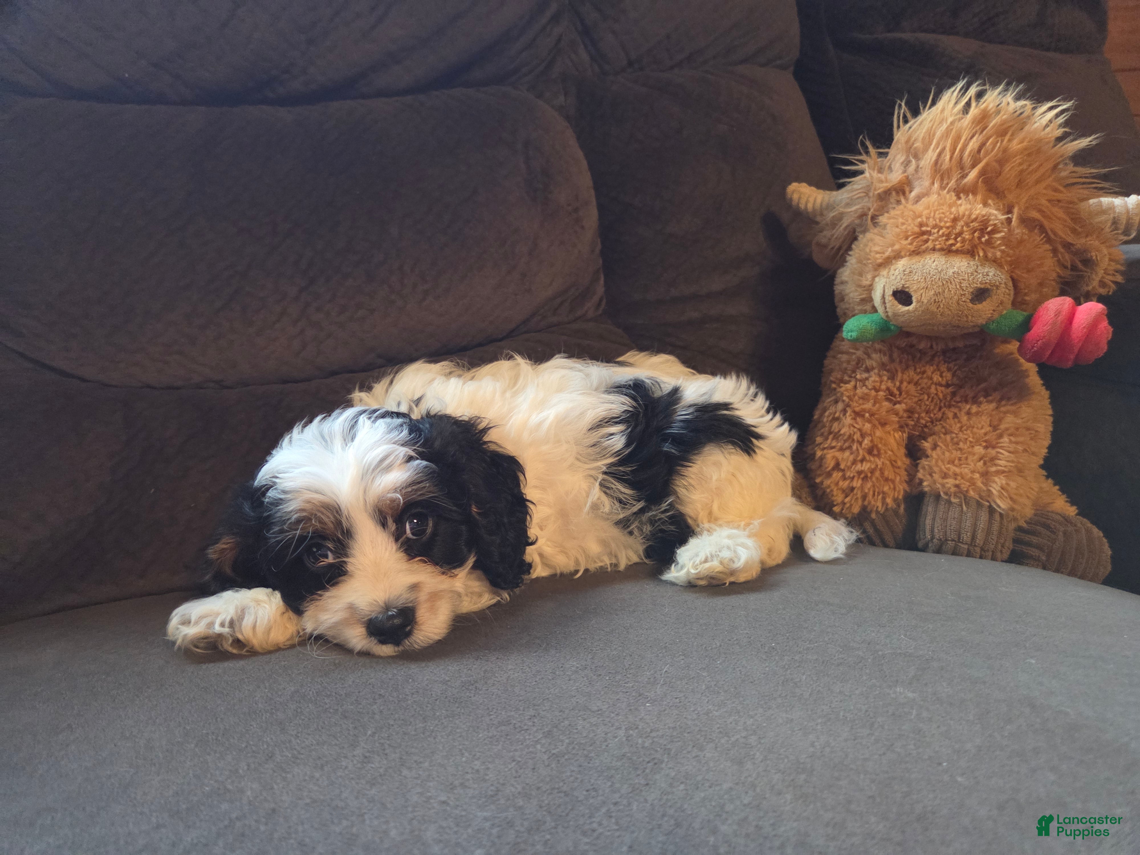 Cavapoo dogs for sale: Rascal - Ad 1