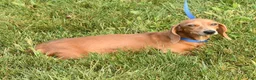 Miniature Dachshund dogs for sale: Weston - Ad 10