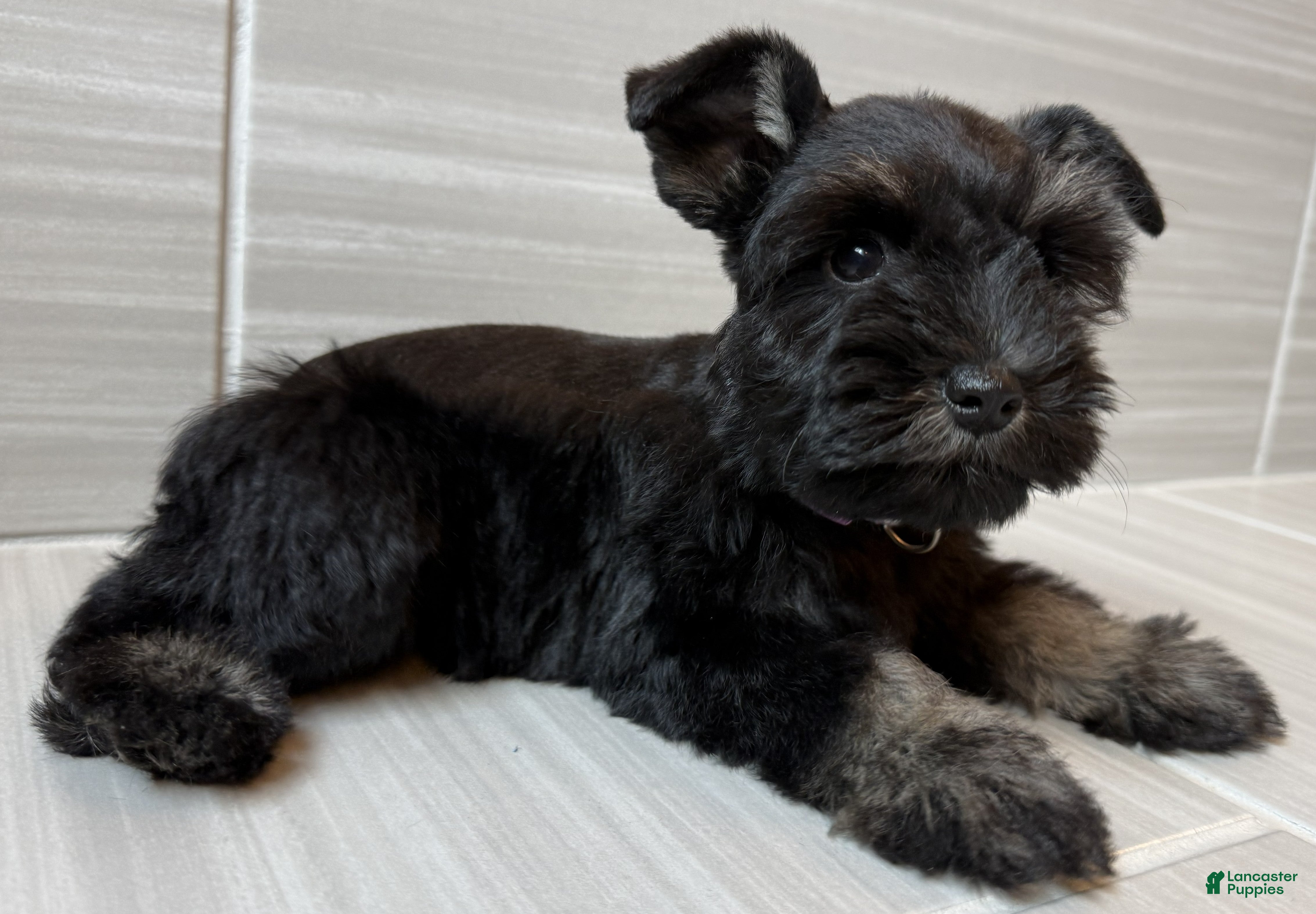 Miniature Schnauzer dogs Bonnie - Ad 2