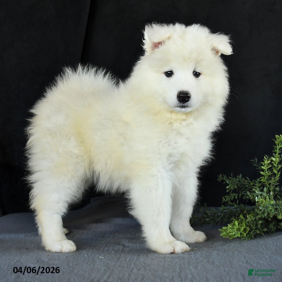 Samoyed dogs Darcy - Ad 2