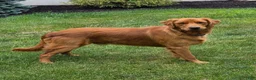 Golden Retriever dogs for sale: Chief - Ad 9