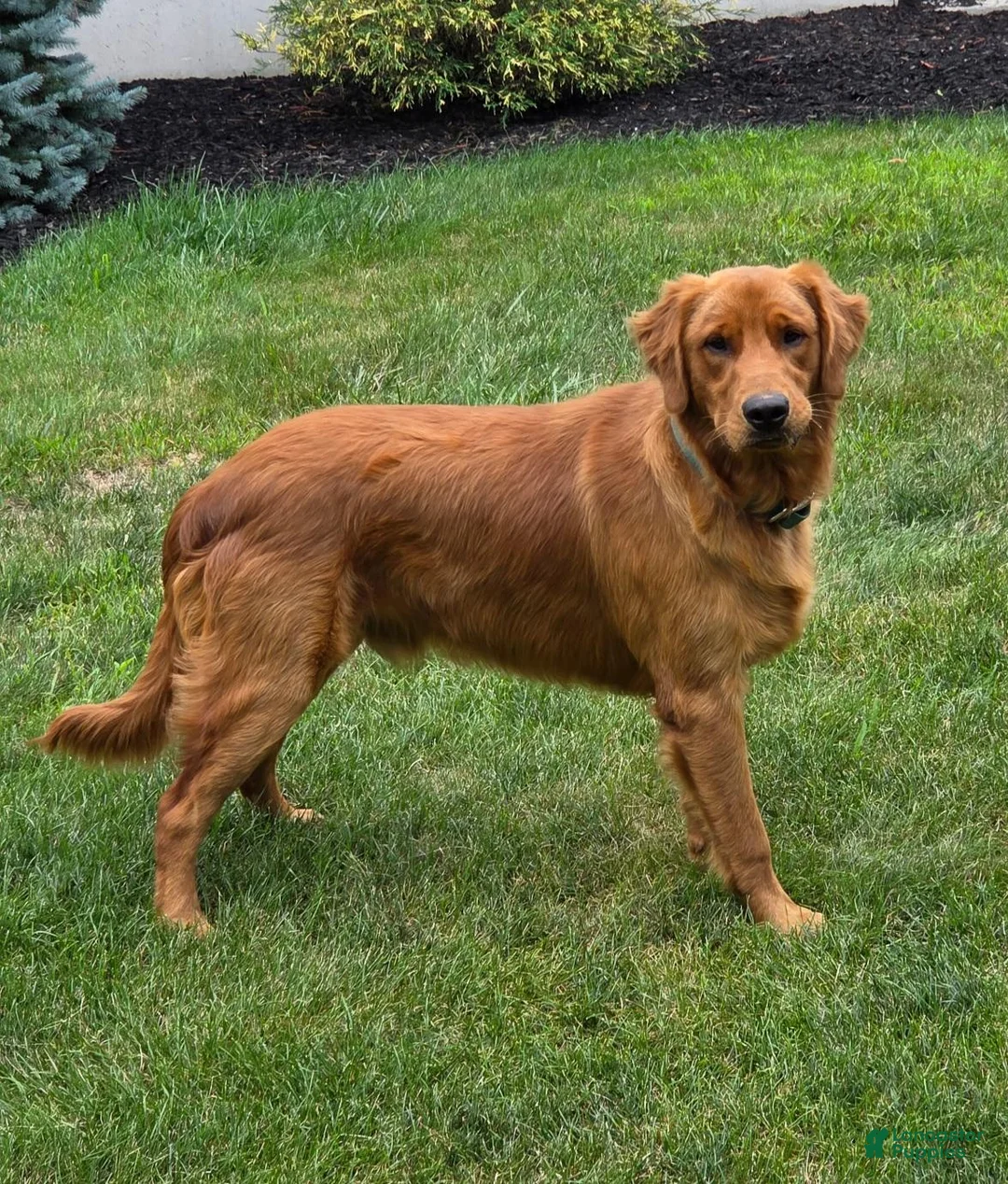 Golden Retriever dogs for sale: Chief - Ad 9