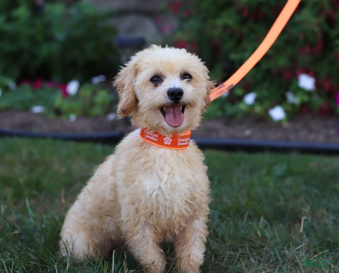 Shih Tzu dogs for sale: Howie - Ad 6