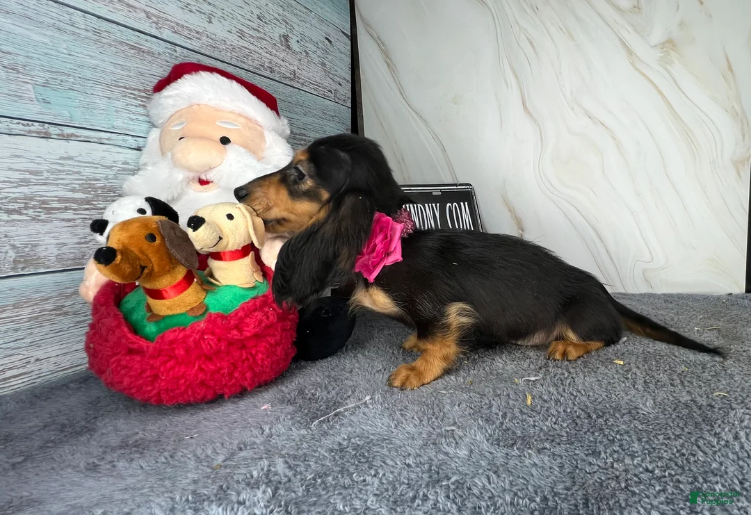 Dachshund dogs for sale: Import - Ad 19