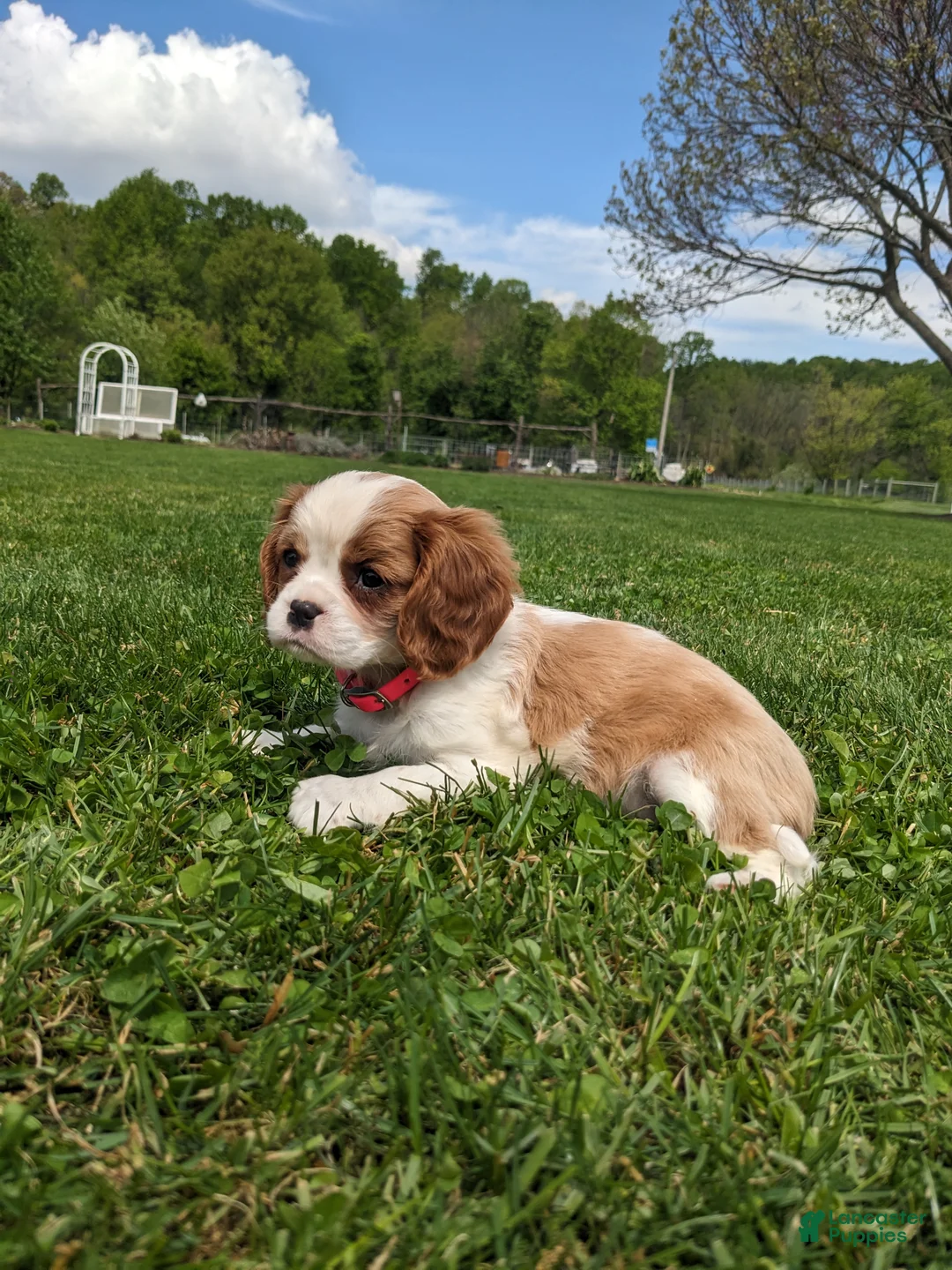 Cavalier King Charles Spaniel dogs for sale: Konnie  - Ad 15