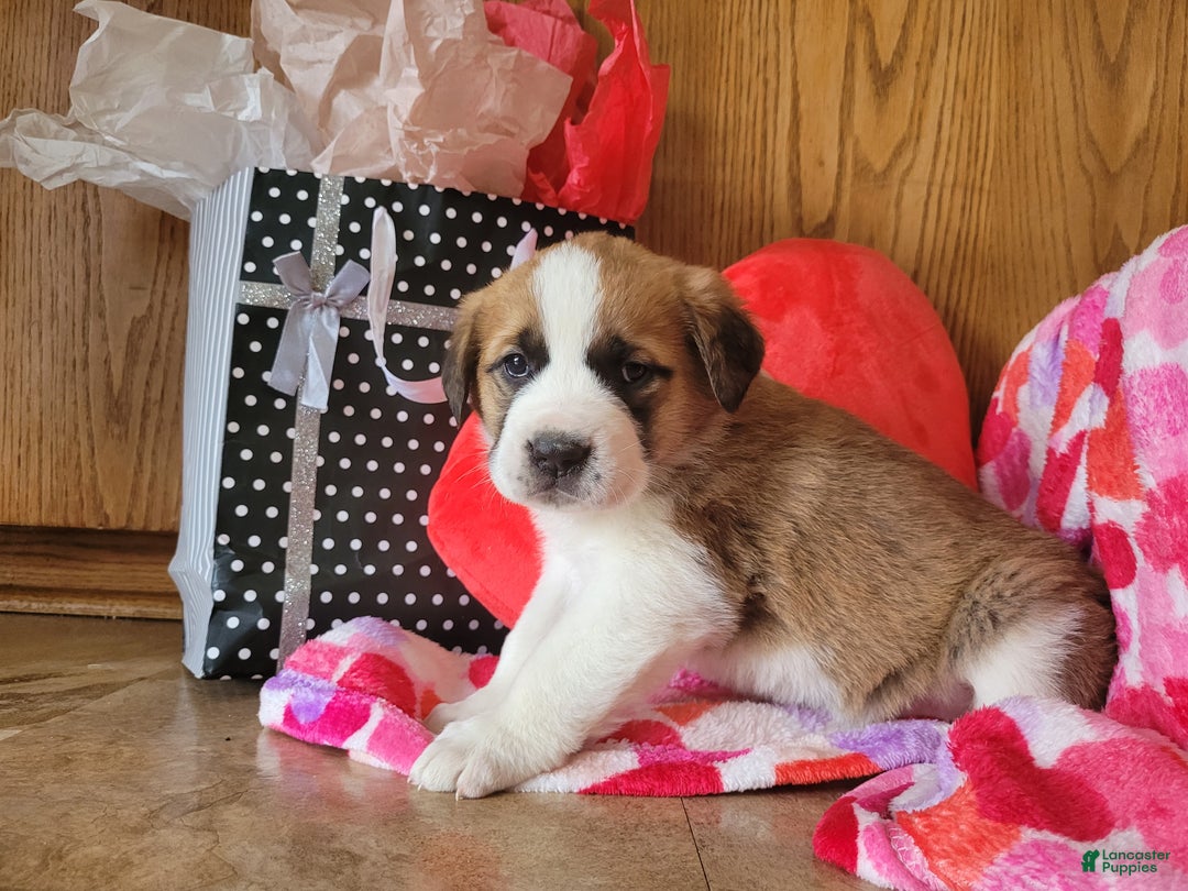 Saint Bernard dogs for sale: Maggie - Ad 3
