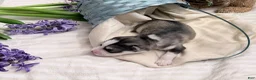 Pomsky dogs for sale: Sunny  - Ad 3