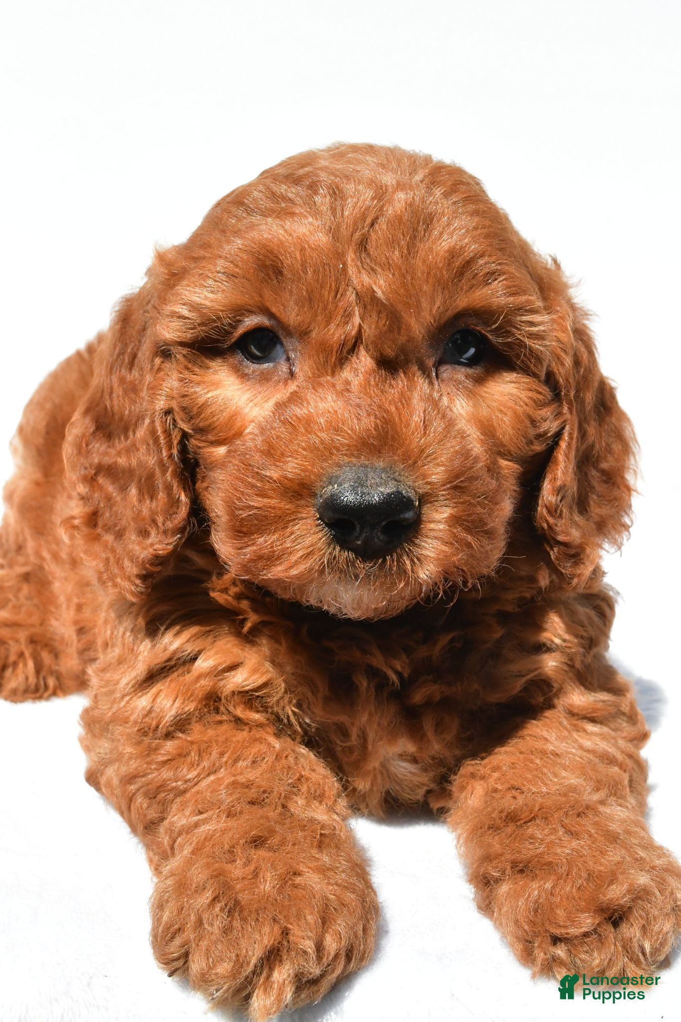 Mini Goldendoodle dogs Cupcake - Ad 2