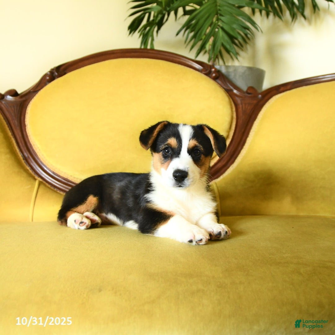 Welsh Corgi Pembroke dogs for sale: Nellie - Ad 15