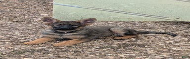 German Shepherd Puppy 1
