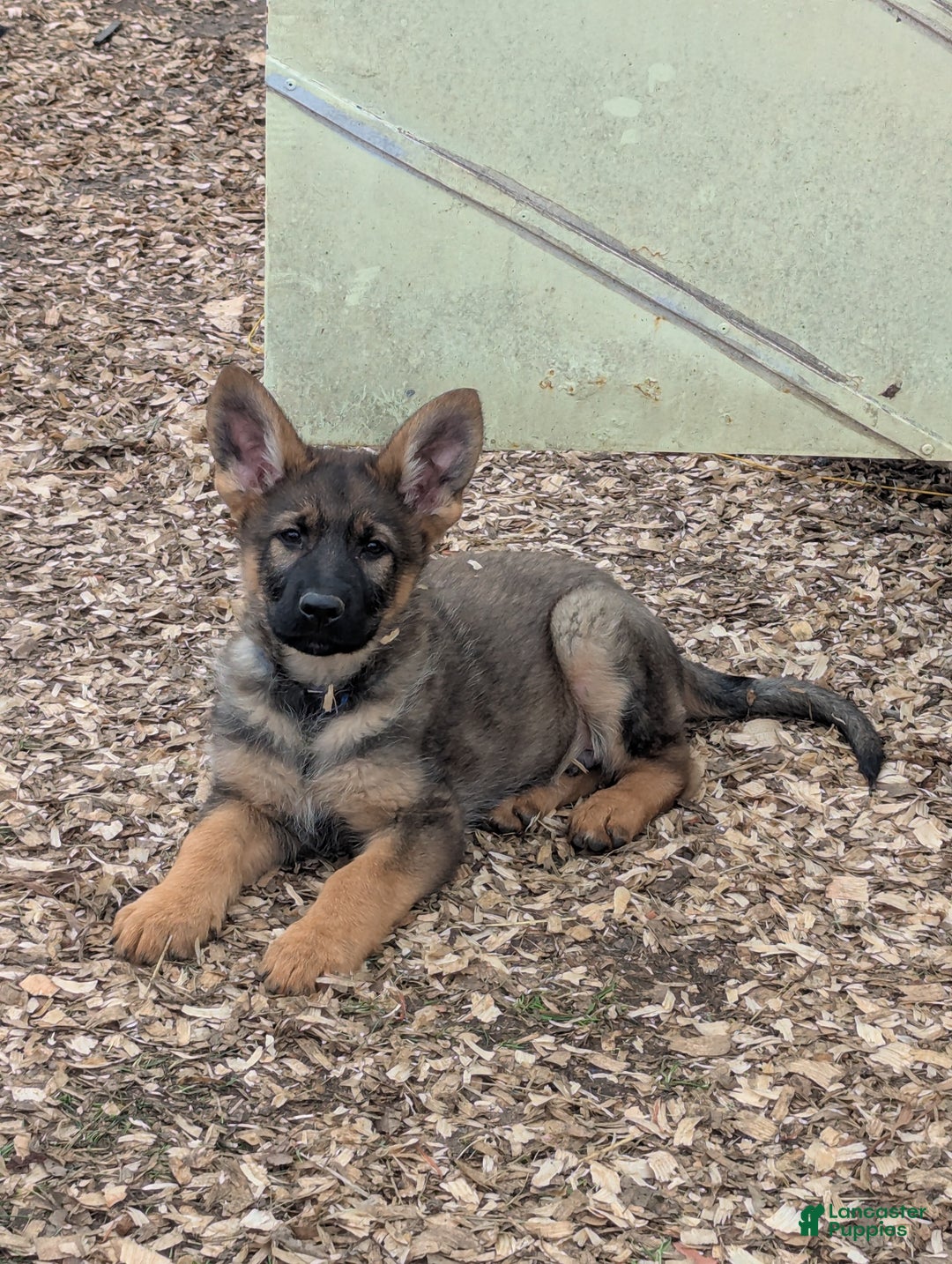 German Shepherd dogs for sale: German Shepherd Puppy 1 - Ad 1
