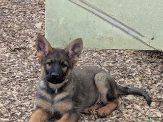 German Shepherd dogs German Shepherd Puppy 1 - Ad 14