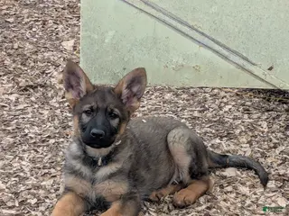 German Shepherd dogs German Shepherd Puppy 1 - Ad 33