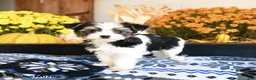 Shorkie dogs for sale: Waffles - Ad 3