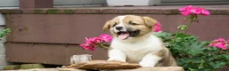Welsh Corgi Pembroke dogs for sale: Sterling - Ad 3
