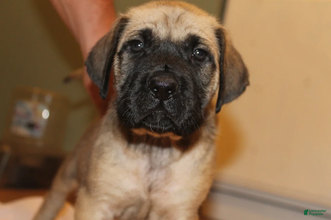 English Mastiff dogs for sale: English Mastiff 4 - Ad 1