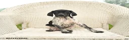 German Shorthaired Pointer dogs for sale: Dotty - Ad 5