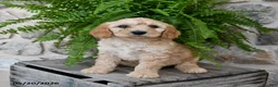 Mini Goldendoodle dogs for sale: Cutie - Ad 4