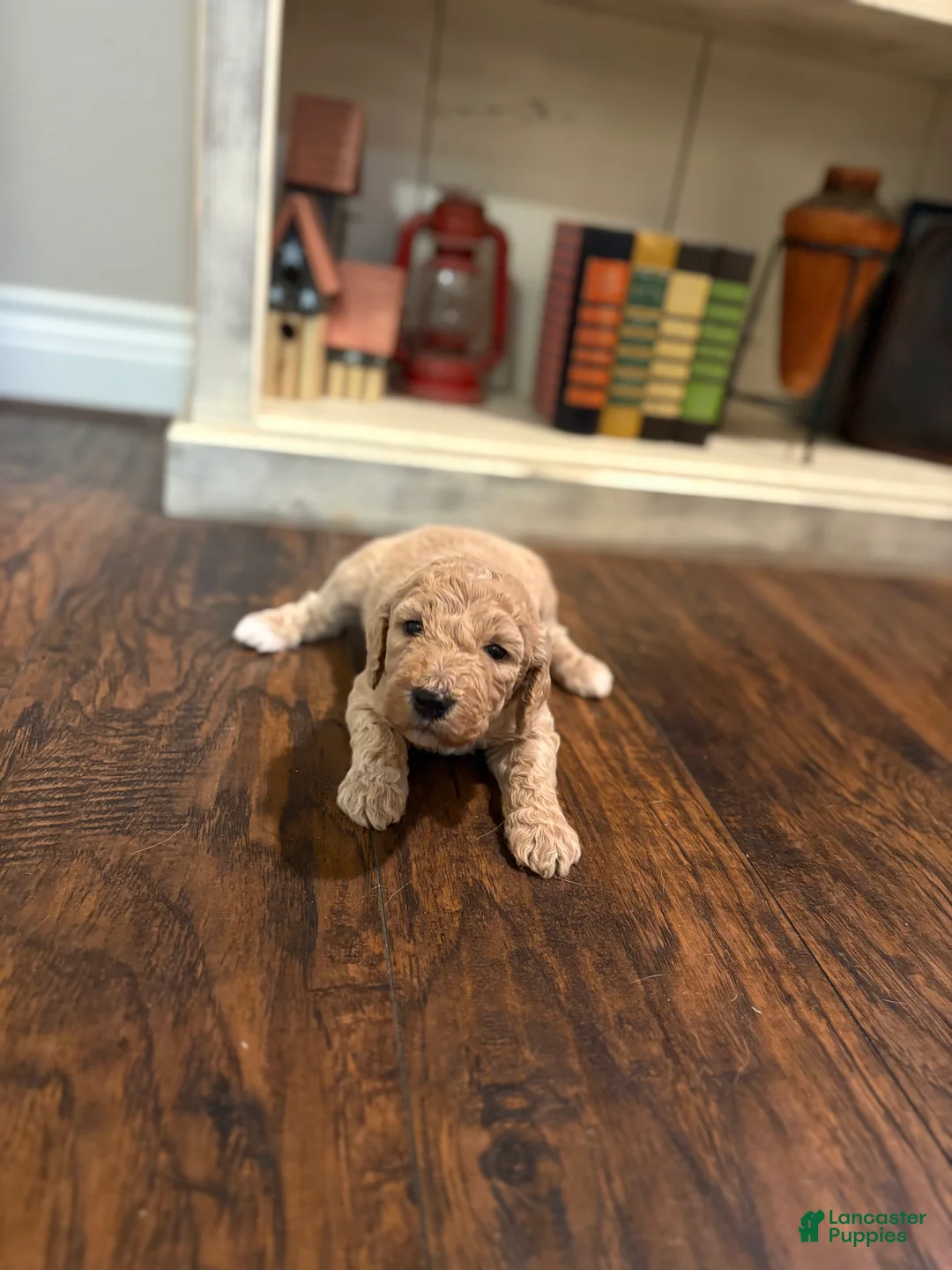 Goldendoodle dogs for sale: Goldendoodle Puppy 7 - Ad 1