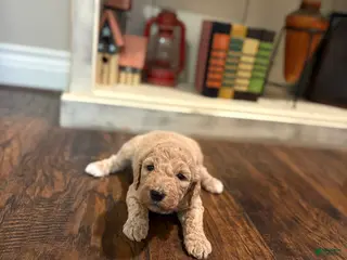 Goldendoodle dogs Goldendoodle Puppy 7 - Ad 27