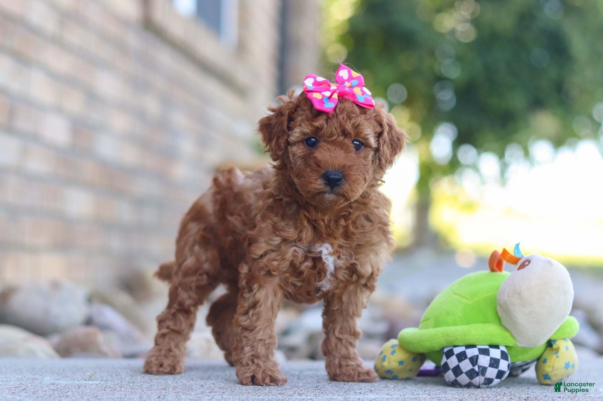 Mini Goldendoodle dogs Eve - Ad 2