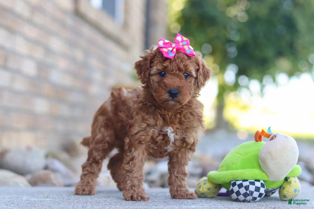 Mini Goldendoodle dogs for sale: Eve - Ad 2