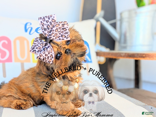 Shih Tzu dogs Cinnamon - Ad 5