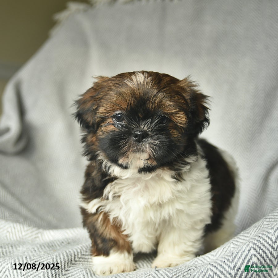 Shih Tzu dogs Marcie  - Ad 10