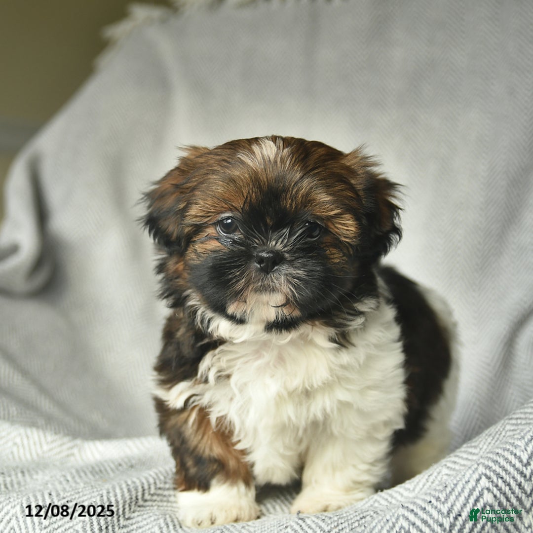 Shih Tzu dogs for sale: Marcie  - Ad 1