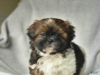 Shih Tzu dogs for sale: Marcie - Ad 1