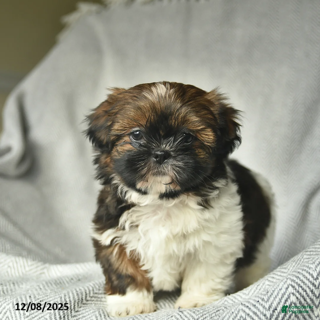 Shih Tzu dogs for sale: Marcie  - Ad 1