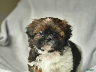 Shih Tzu dogs Marcie - Ad 25