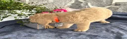 Goldendoodle dogs for sale: Nelson - Ad 4