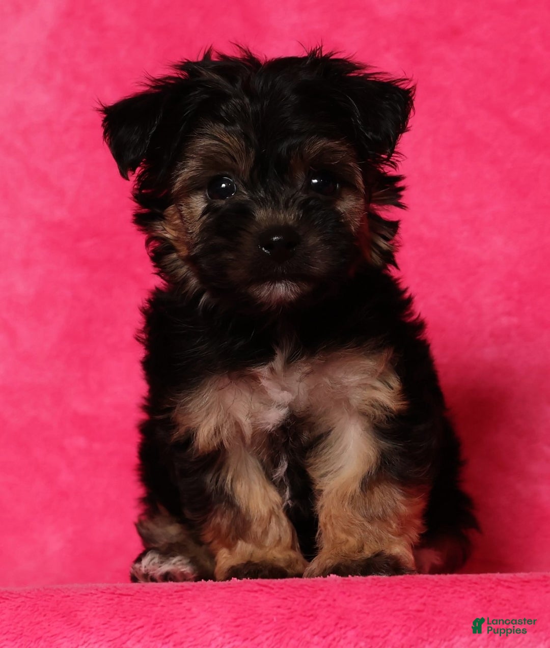 Yochon dogs for sale: Buddy - Ad 5