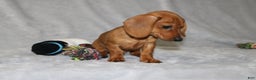 Miniature Dachshund dogs for sale: Chole - Ad 7