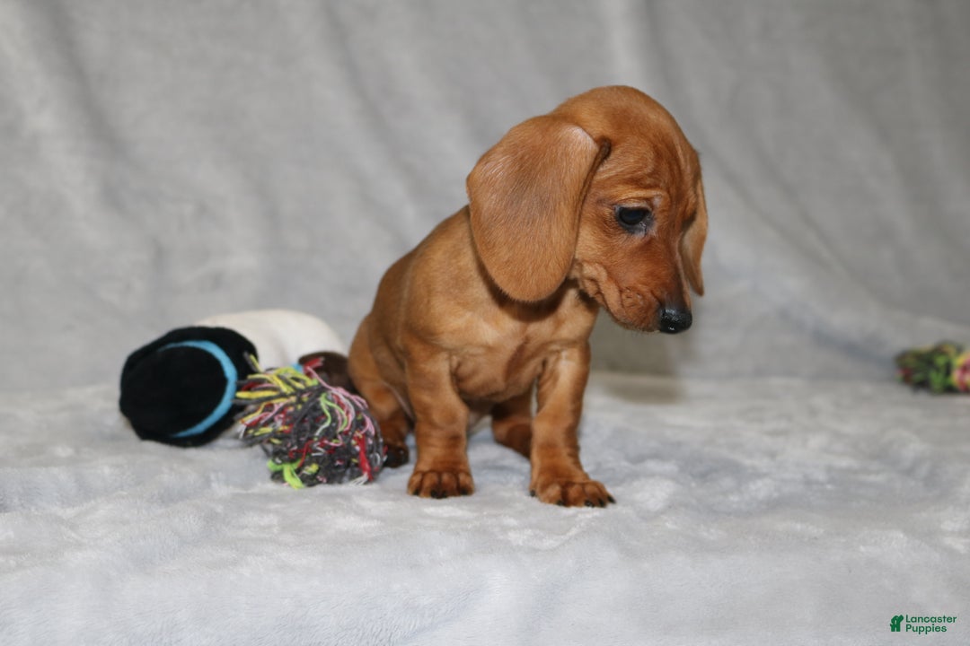 Miniature Dachshund dogs for sale: Chole - Ad 7