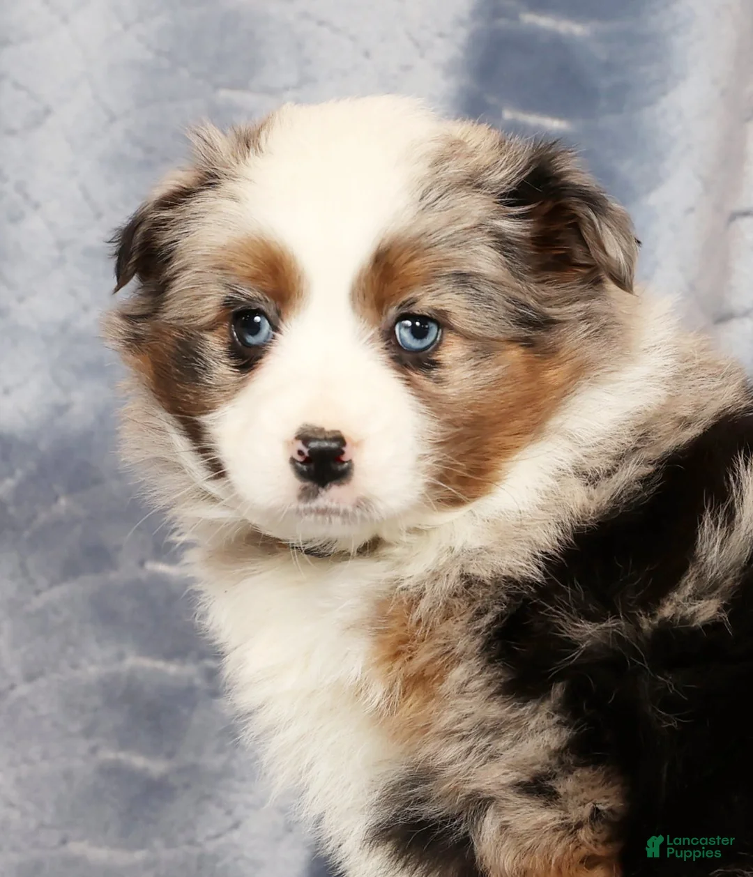 Miniature Australian Shepherd dogs for sale: Emmy - Ad 9