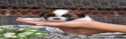 Shih Tzu dogs for sale: Teddy Bear - Ad 4