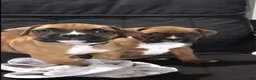 Boxer dogs for sale: Boxer Puppy 3 - Ad 4