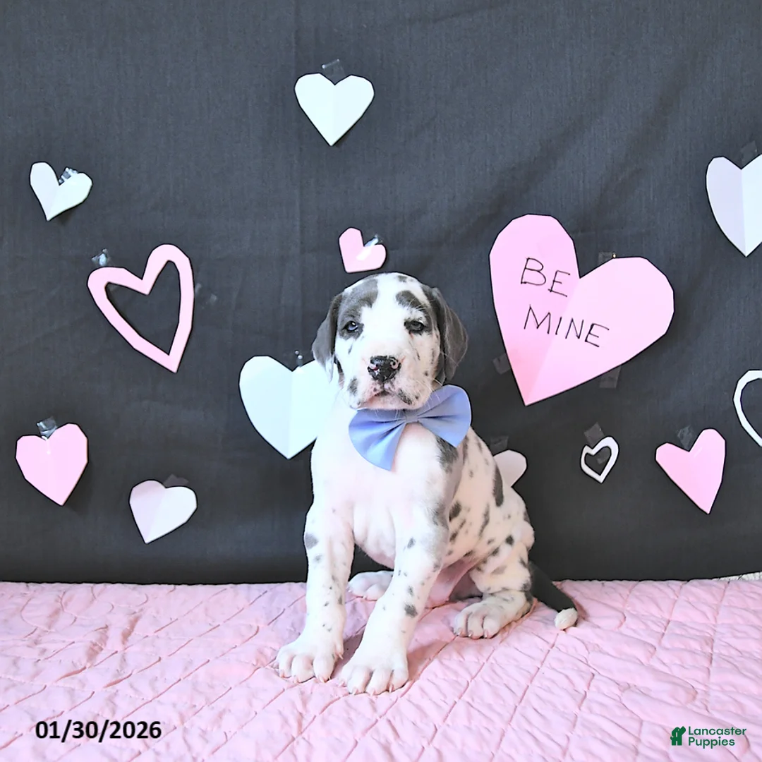 Great Dane dogs for sale: Charles - Ad 5