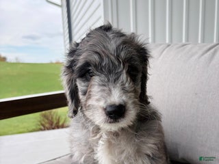 Mini Goldendoodle dogs - Ad 13