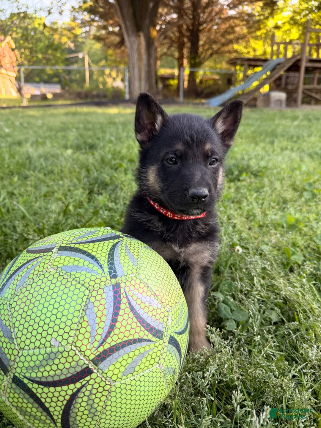 German Shepherd dogs for sale: Red - Ad 1